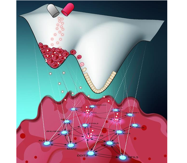 Um diagrama esquemático ilustra os achados da pesquisa que identificou uma “chave molecular para reverter o câncer”, analisando o estado de transição crítico no exato momento em que uma célula saudável se converte em cancerosa. Informações fornecidas pelo KAIST.